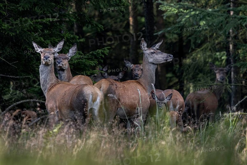 At the end of July, the red deer fawns (Cervus elaphus) follow their mothers in a herd – sweet, cute, baby animals, young, July, Denmark