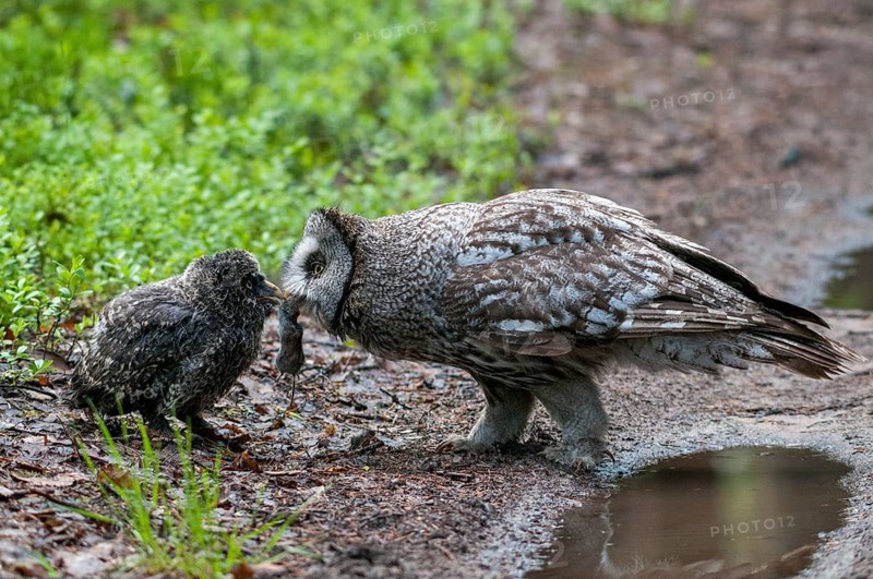 Bearded Owl, Finland, Great Grey Owl, Strix Nebulosa, Prey, Birds, Capture, Owls, Feeding, Female, Feeding, Adolescent, Juvenile, Owls, Strigiformes, Birds, Female