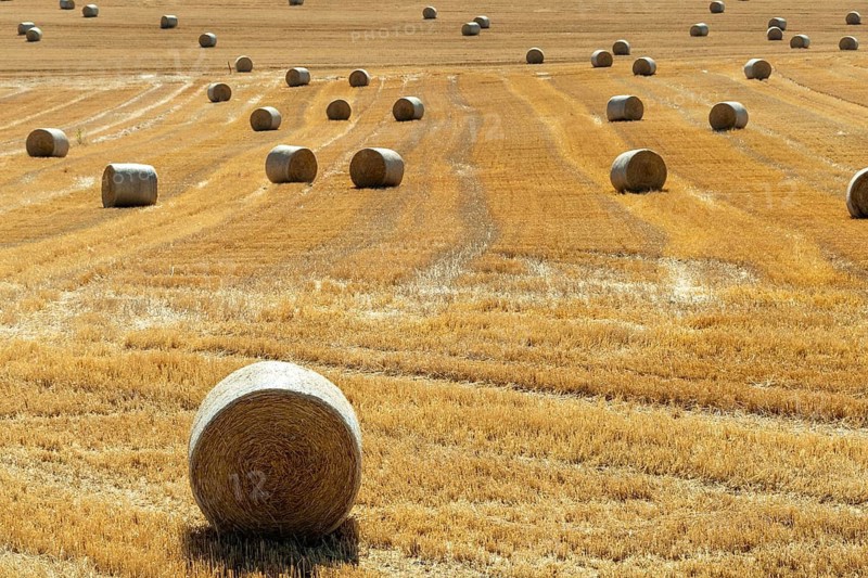 Golden hay bales resting in Limagne plain. Puy de Dome. Auvergne Rhone Alpes. France