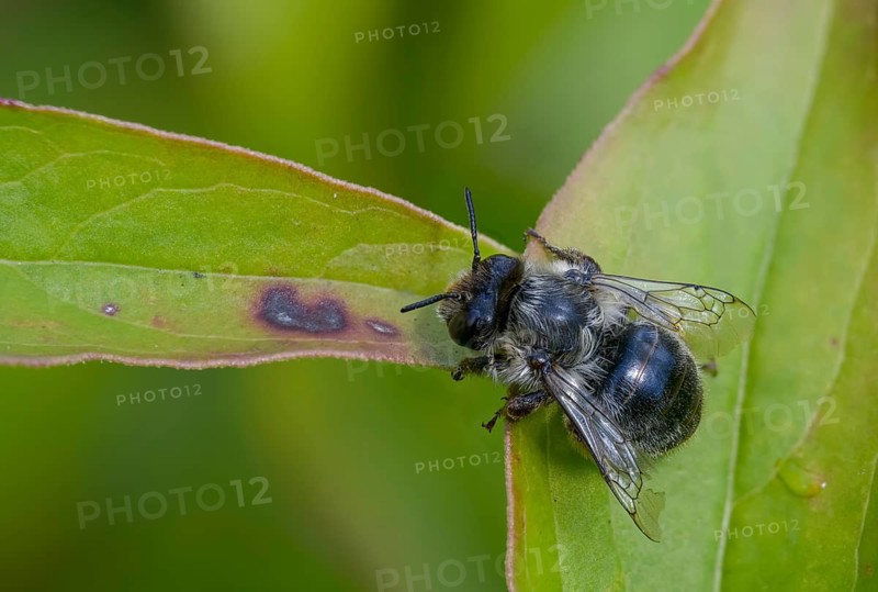 Apidae, bees, blue mason bee, hymenoptera, mason bee, hymenoptera, mason bee, osmia caerulescens, steel blue mason bee, female, insects, insects, female