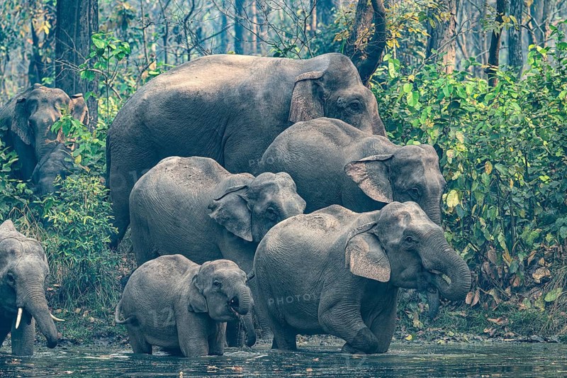 Wild elephant herd with young animals at watering hole, Asian elephant, Elephas maximus, Bardia National Park, jungle, jungle, Nepal