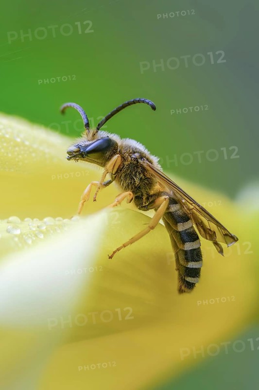 Apidae, bees, furrow bee, yellow-haired furrow bee, halictus scabiosae, hymenoptera, great banded furrow bee, high size, portrait format, honey bee-sized halictus, insects, insects, male, male