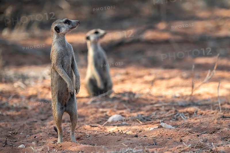 Standing meerkat (Suricatta suricata), on guard, Kgalagadi Transfrontier Park, Northern Cape, South Africa