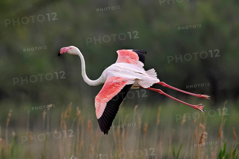 Pink flamingo (Phoenicopterus roseus), in flight over the reeds, Camargue Regional Nature Park, southern France, France
