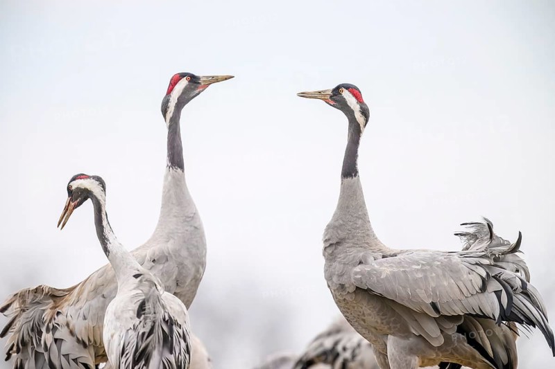 Four cranes (Grus grus) with outstretched wings against a clear sky, elegant and alert, Hornbörgassjön, Broddetorp, Västra Götaland County, Sweden