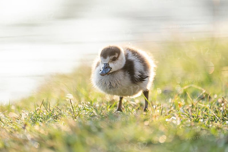 Egyptian goose (Alopochen aegyptiaca) cute chick on a meadow at the shore of a lake, Bavaria, Germany
