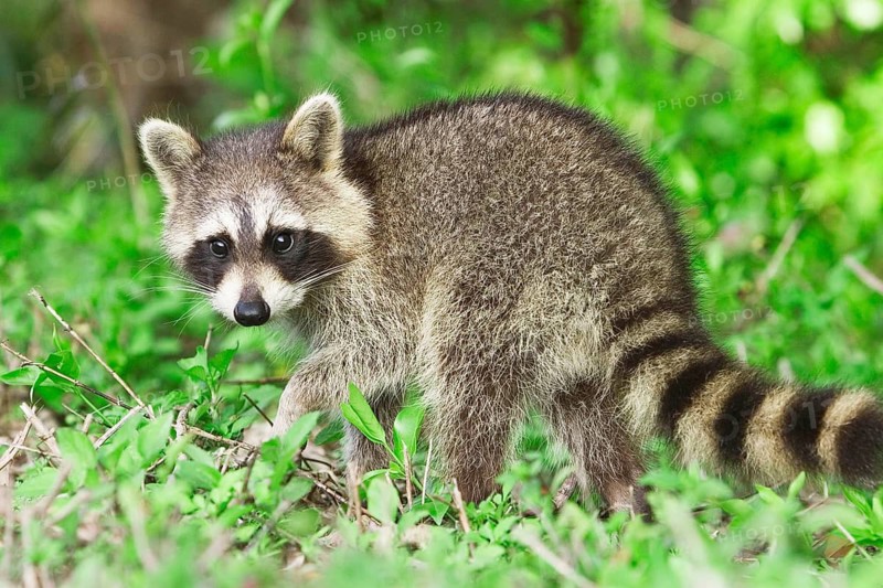 Animals, Mammals, Raccoon (Procyon lotor), Florida, USA, Michigan, USA
