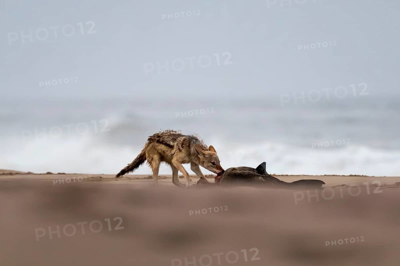 Black-backed jackal (Canis mesomelas) feeding on a dead seal on the beach, Atlantic coast, Namib Naukluft Park, Namib Desert, Namibia