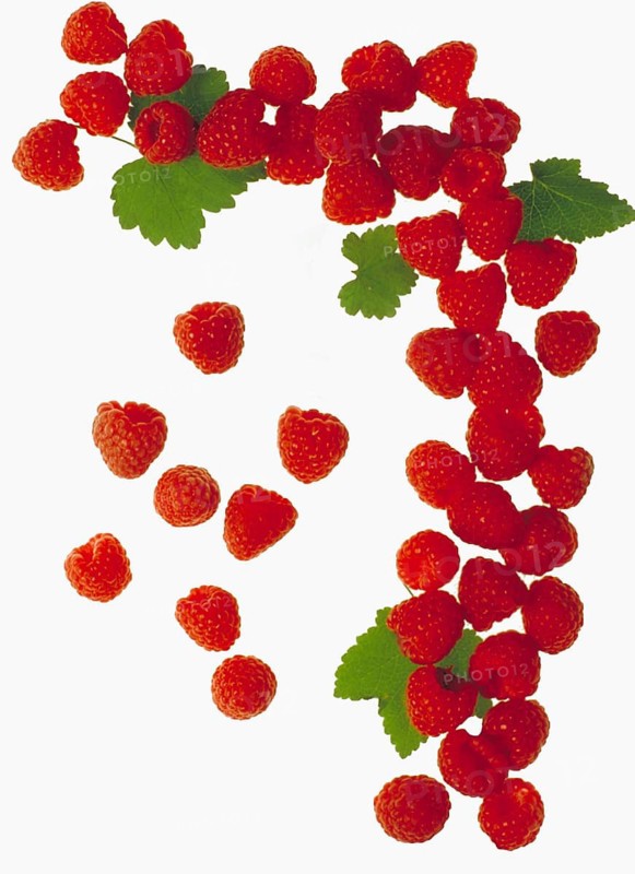 Raspberries (Rubus idaeus) on a white background, Bavaria, Germany