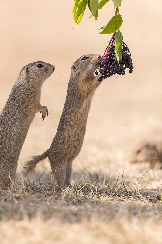 Two European ground squirrel (Spermophilus citellus) or European souslik standing erected in dry grass and trying to catch some berries of European dwarf elder (Sambucus ebulus)