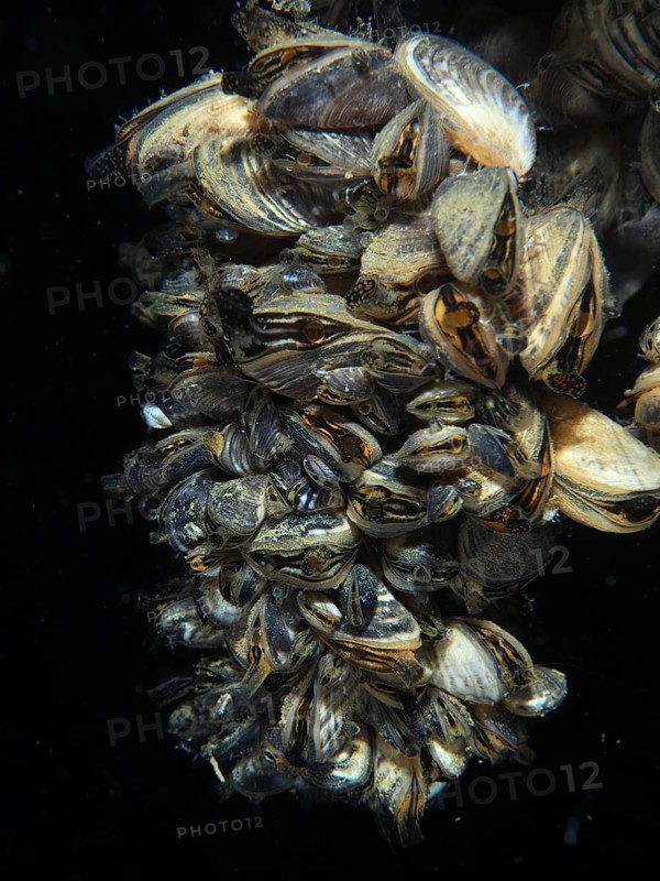 Dense arrangement of quagga mussels (Dreissena rostriformis bugensis), invasive species, in dark underwater environment, dive site Wildsau, Berlingen, Lake Constance, Switzerland, Germany