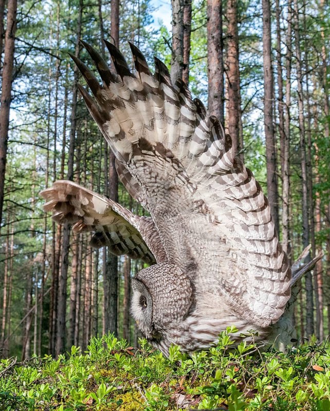 Bearded owl, Finland, Great Grey Owl, Strix nebulosa, birds, owls, female, flying, flight, high size, portrait format, owls, strigiforms, birds, female