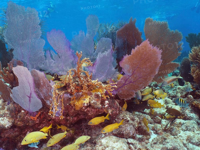 Glowing Venus fans (Gorgonia ventalina), surrounded by schools of yellow fish, create a colourful underwater scene at the John Pennekamp Coral Reef State Park dive site, Key Largo, Florida Keys, Florida, USA