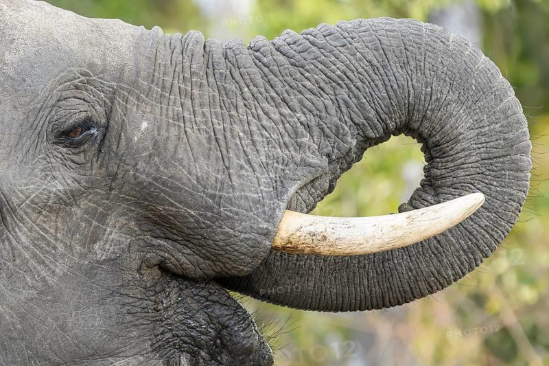 African bush elephant, (Loxodonta africana), drinking, Sabi Sands Game Reserve, Mpumalanga, South Africa