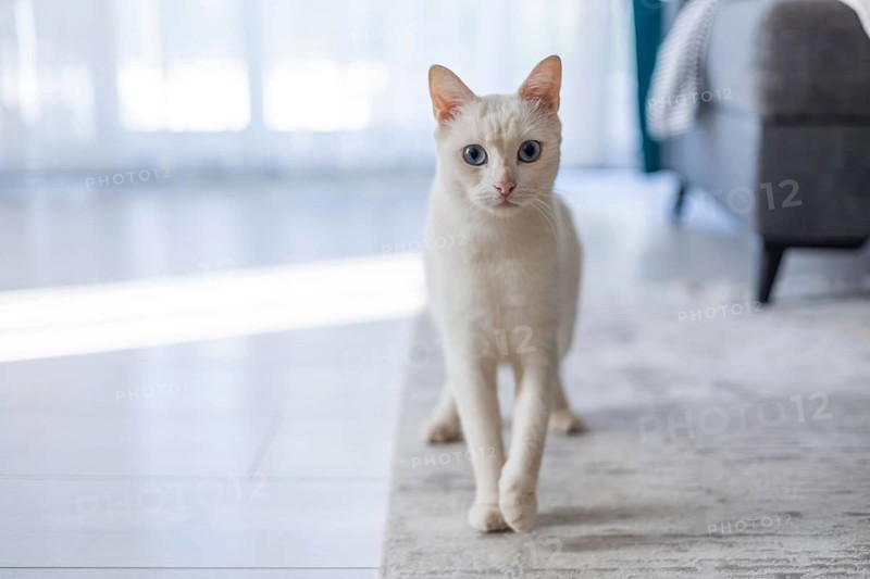 A light-colored Siamese cat with blue eyes walks on a light-colored rug in a bright room. Natural light filters through sheer curtains