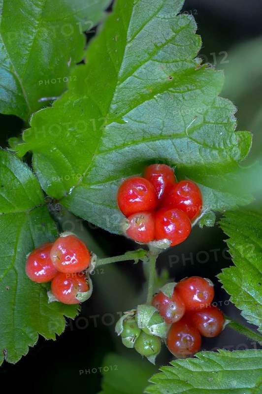 Rosaceae, rose family, rubus saxatilis, stone blackberry, flora, high size, portrait, plants, stone bramble