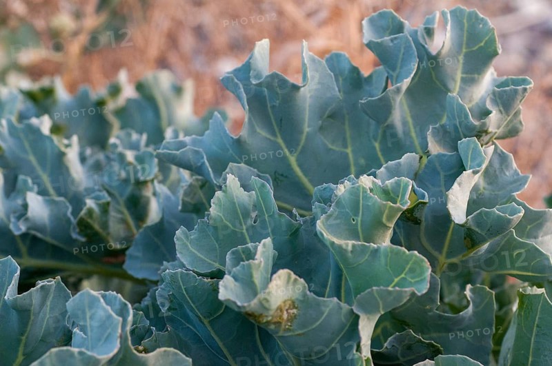 Brassicaceae, Crambe maritima, cruciferous vegetables, sea kale, beach kale, flora, plants, sea kale, seakale