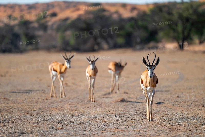 Springbok (Antidorcas marsupialis), herd in the dry Auob riverbed, Kalahari Desert, Kgalagadi Transfrontier Park, South Africa
