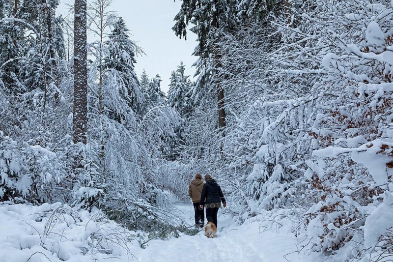 Two woman taking a walk with a dog through a snowy forest, winter, snow, Sieversen, Samtgemeinde Rosengarten, Lower Saxony, Germany