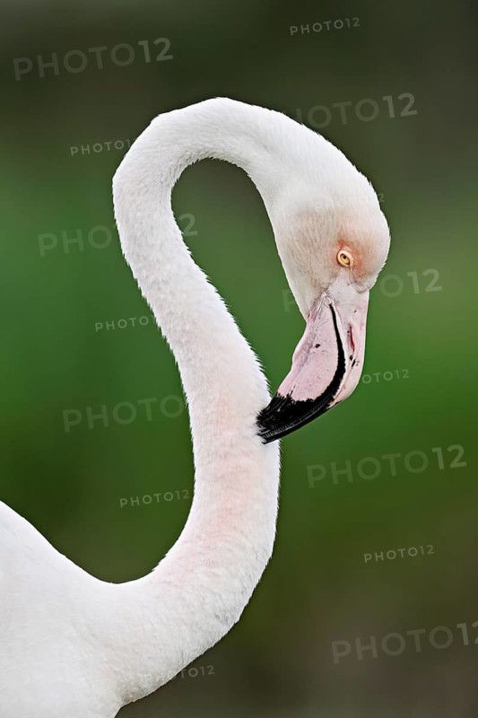 Pink flamingo (Phoenicopterus roseus), preening its plumage, Camargue Regional Nature Park, southern France
