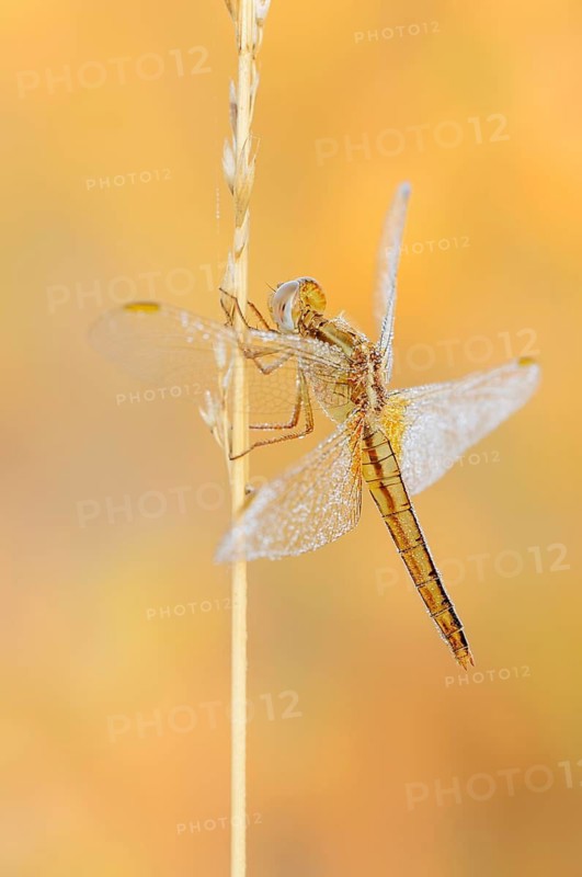 Scarlet Dragonfly (Crocothemis erythraea), female, North Rhine-Westphalia, Germany