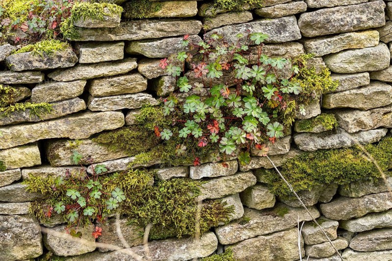 Stone wall, herbs, Bibury, The Cotswolds, England, Great Britain