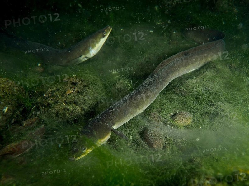 Two European eels (Anguilla anguilla) meandering through an algae-rich underwater area at night, surrounded by stones, dive site Klosterinsel, Rheinau, Canton Zurich, Rhine, High Rhine, Switzerland, Germany