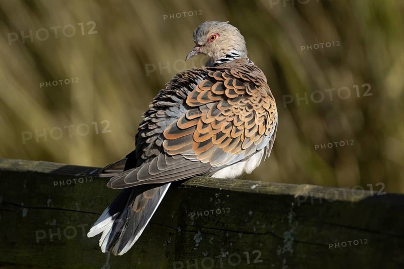 European turtle dove (Streptopelia turtur) adult bird on a fence, England, United Kingdom