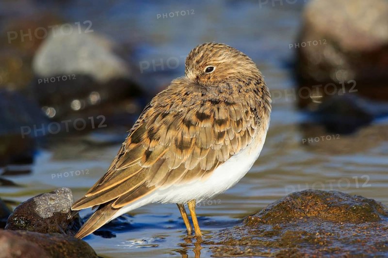 Temminck's Stint (Calidris temminckii), Greece