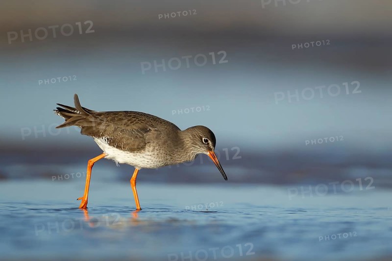 Common redshank (Tringa totanus) adult wading bird in water of a shallow lagoon, Norfolk, England, United Kingdom