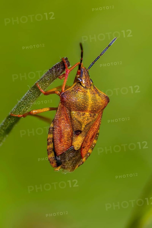 Black-shouldered shieldbug, carpocoris purple ipennis, heteroptera, purple tree bug, purple fruit bug, high size, portrait format, insects, copula, mating, bugs