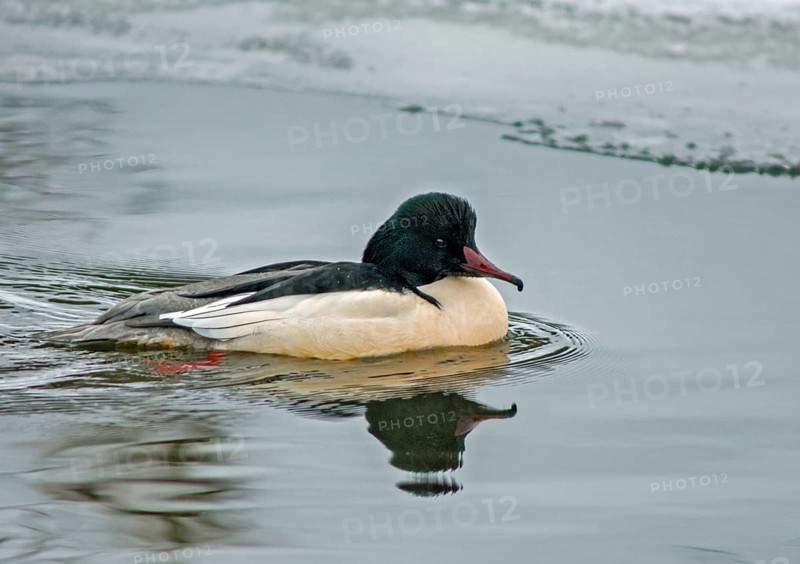 Goosander, goose säger, mergus merganser, anatidae, birds, duckbirds, male, sawyer, birds, waterbirds, waterbirds, winter