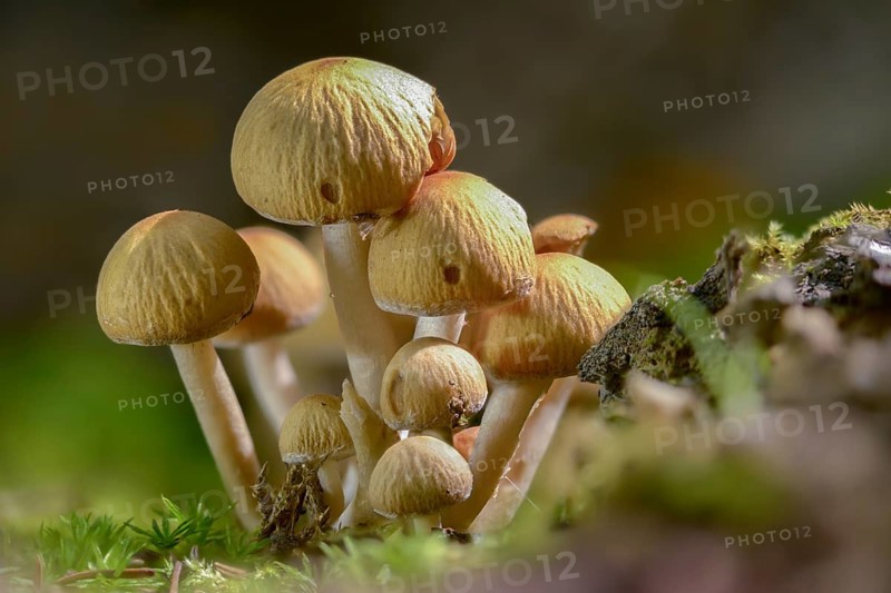 Cluster crumblecap, Drosophila subpapillata, psathyrella hydrophiloides, psathyrella piluliformis, white-stemmed stick sponge, watery fiberling, watery grumbling, watery mumbling, fungi, fungi, mushrooms