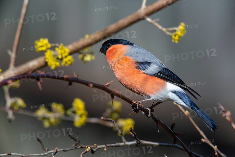 Bullfinch, Bullfinch, Pyrrhula Pyrrhula, Birds, Bullfinch, Male, Passeri, Songbirds, Birds