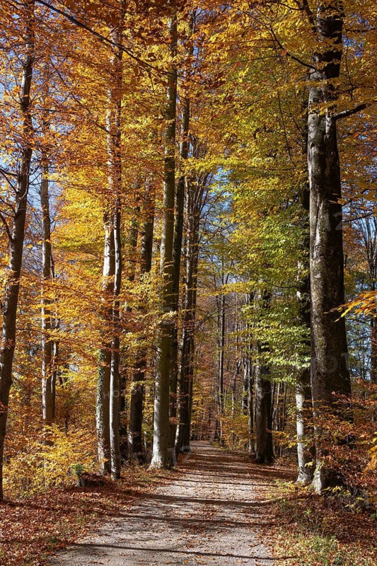 Trail through beech forest in autumn, Fraueninsel, Chiemsee, Upper Bavaria, Bavaria, Germany