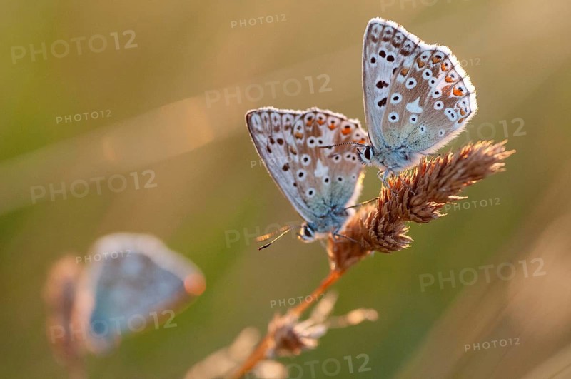 Lysandra coridon, polyommatus coridon, silverblue, silvergreen blue, butterfly, chalkhill blue, insects, sleep, sleeping community, butterfly, sleep, butterflies