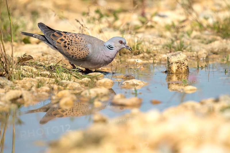 Streptopelia Turtur, Turtle Dove, Bath, Bathe, Bird Bath, Birds, Columbidae, Doves, Doves, Potions, Birdbath, Birds, Watering Place