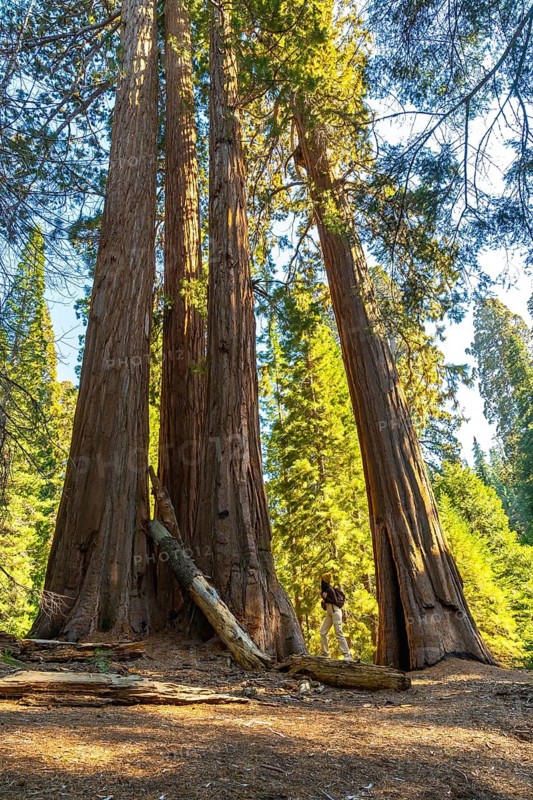 Person standing among colossal sequoia trees in a national park, showcasing the immense scale and natural wonder of the ancient forest environment, representing adventure and travel