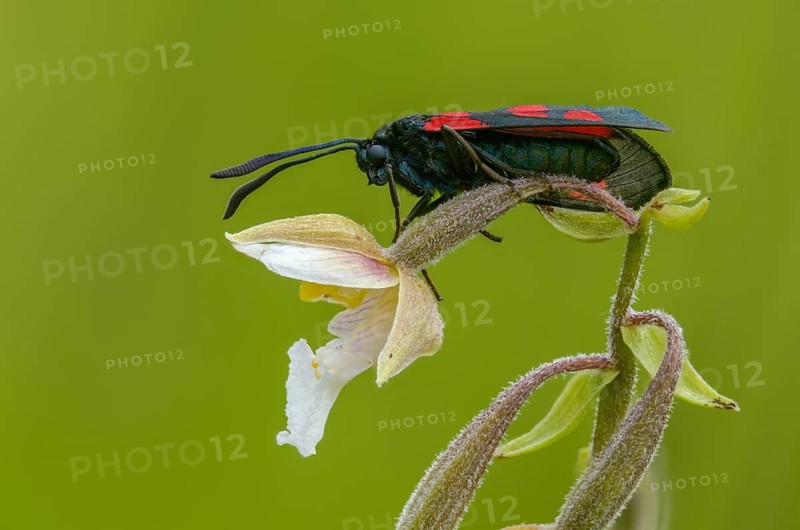 Common marsh root, epipactis palustris, wetland ram, five-spot burnet, clover ram, orchidaceae, orchids, orchid plants, swamp horn clover ram, swamp sitter, marsh worm, white marsh root, zygaena trifolii, blood droplets, butterfly, flora, insects, insects, bright marsh eborines, moths, moths, plants, butterfly, ram