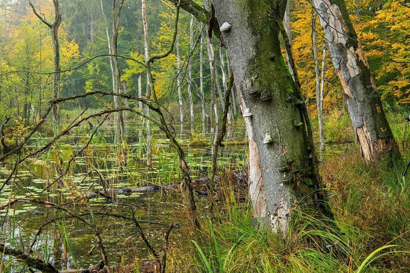 Schweingartensee in the UNESCO World Heritage Site Beech Forest Serrahn, Serrahn, Carpin, Mecklenburg-Western Pomerania, Germany