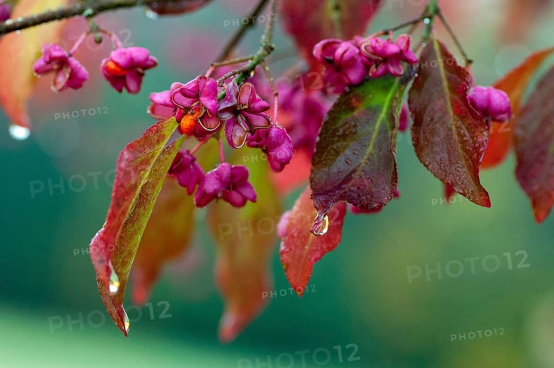 Celastraceae, Euonymus europaea, European Spindle, Common Spindle, Common Spindle, Common Spindle, Pfaffenkapperl, Pfaffenkapperl, Pfaffenkäppchen, Spillbaum, Spindlebse, Autumn, Common Spindle, Flora, Autumn, Plants, Spindle