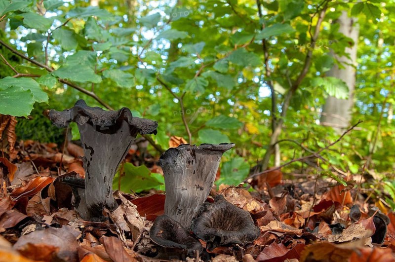 Craterellus cornucopioides, autumn trumpet, trumpet, black chanterelle, fungi, fungus, mushrooms, trumpet of death
