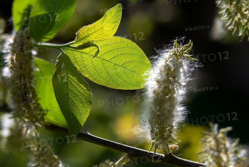 Hanging sage, kitten willow, palm willow, saal willow, salicaceae, salix caprea, willow, tree, trees, flora, goat willow, great sallow, plants, plants, pussy willow, tree