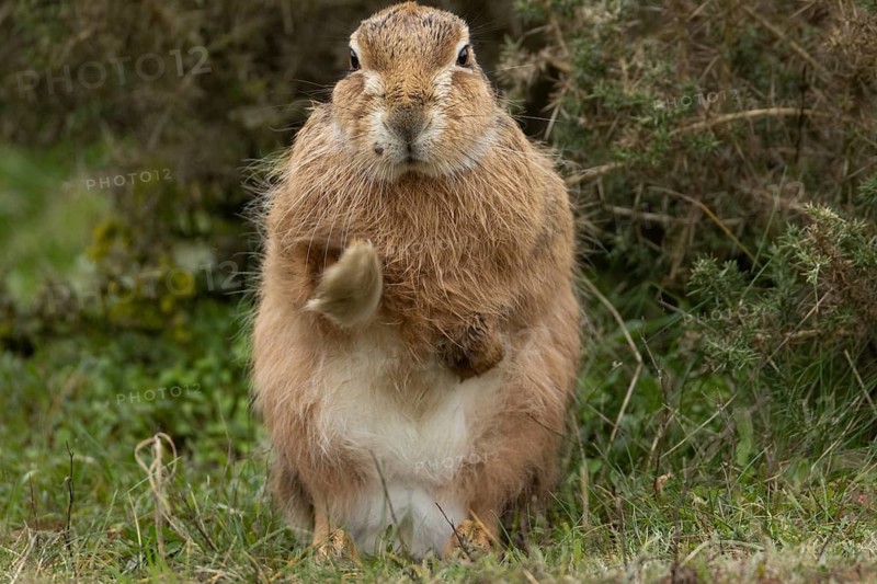 European brown hare (Lepus europaeus) adult animal stretching in grassland, England, United Kingdom