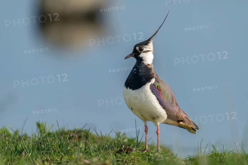 Lapwing, vanellus vanellus, birds, charadriiformes, limikolen, plovers, birds, waders, waders