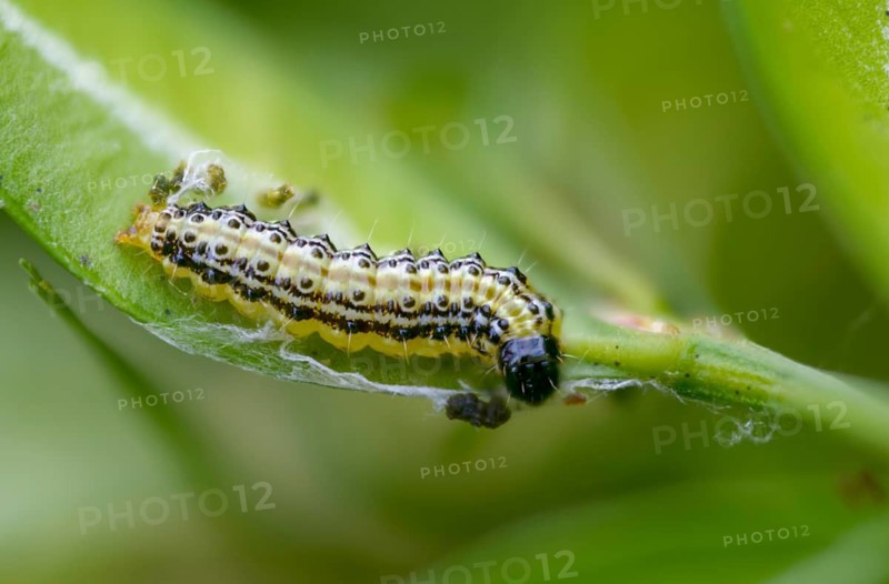 Box tree moth, boxwood moth, boxwood moth, cydalima perspectalis, moth, inchworm, insects, moths, caterpillars, butterflies