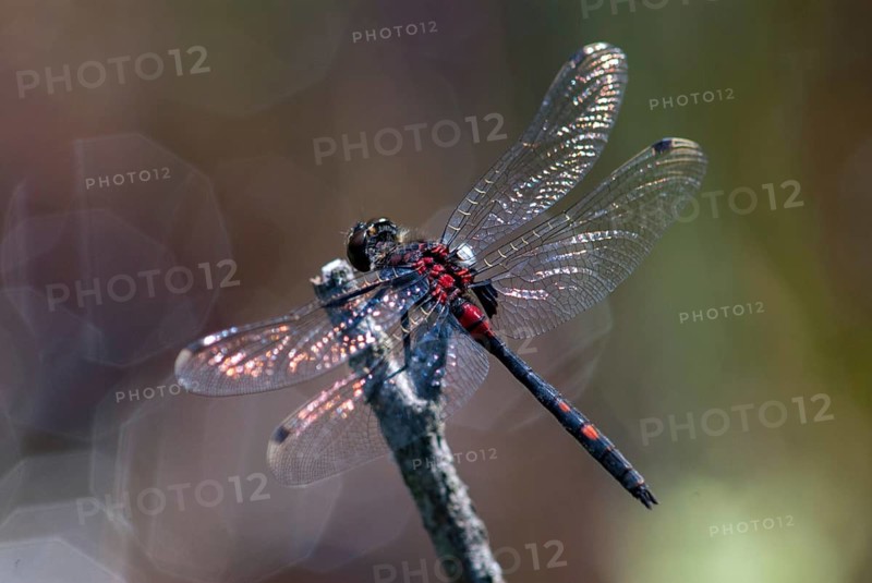 Little moss maiden, leucorrhinia dubia, white-faced darter, anisoptera, damselflies, dragonflies, insects, dragonflies, males, odonata