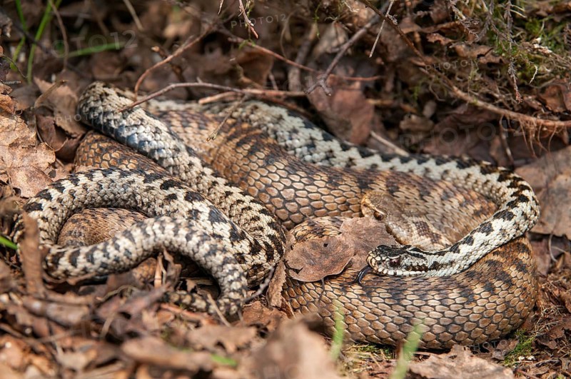European adder, European viper, venomous snake, vipera berus, critters, female, poisonous reptiles, male, mating, male, mating, reptilia, reptiles, snakes, snakes, female