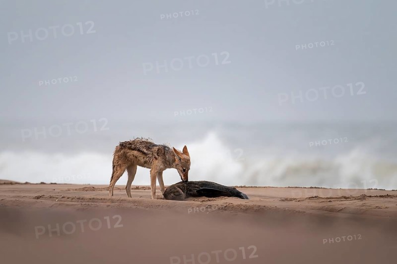 Black-backed jackal (Canis mesomelas) feeding on a dead seal on the beach, Atlantic coast, Namib Naukluft Park, Namib Desert, Namibia