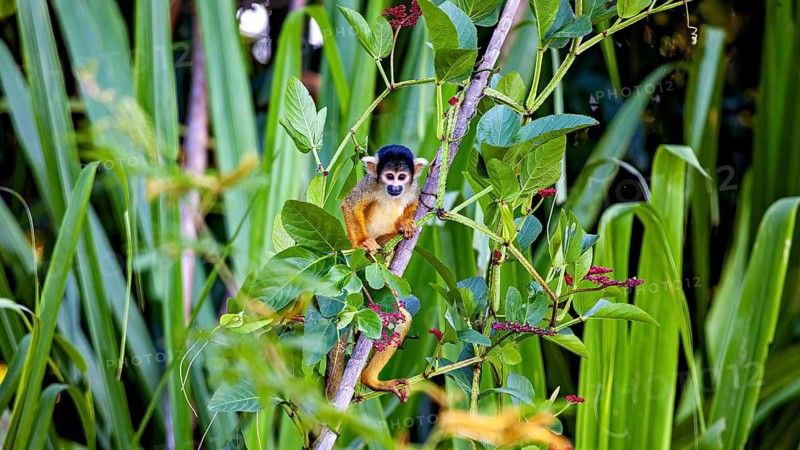 A small monkey sits curiously amongst the leaves and branches in the jungle: a Central American squirrel monkey in the Amazon Basin near Rurrenabaque in Bolivia (Saimiri oerstedii)